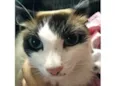 Floquinho (menina)
