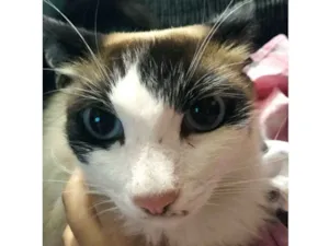Gato raça SRD idade 1 ano nome Floquinho (menina)