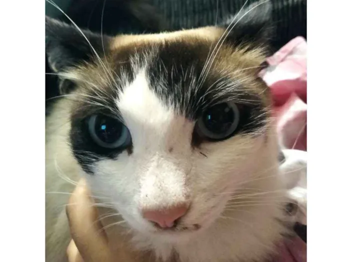 Gato ra a SRD idade 1 ano nome Floquinho (menina)