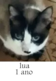 Lua