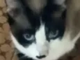 Lua