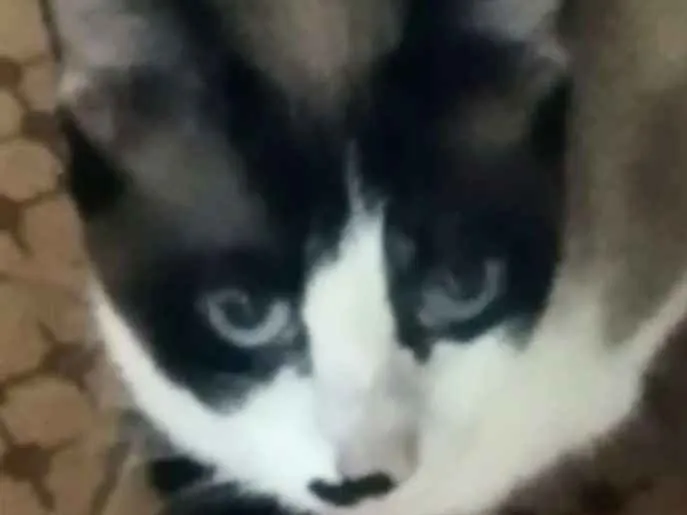 Gato ra a SRD idade 1 ano nome Lua