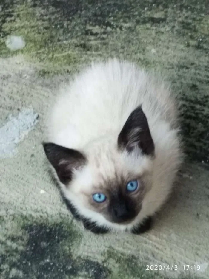 Gato ra a Srd idade 2 a 6 meses nome Sem nome