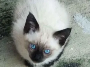 Gato raça Srd idade 2 a 6 meses nome Sem nome