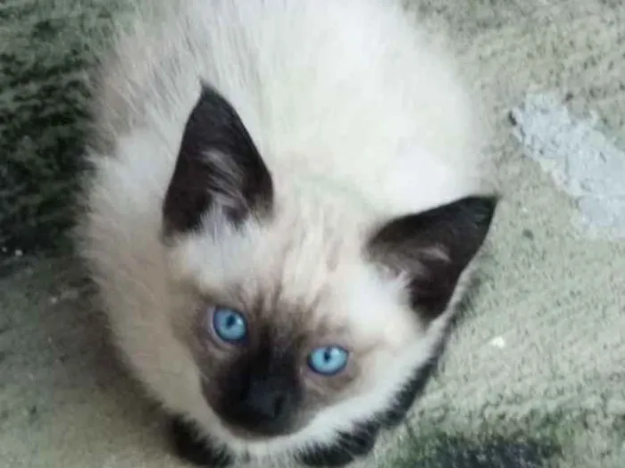Gato ra a Srd idade 2 a 6 meses nome Sem nome