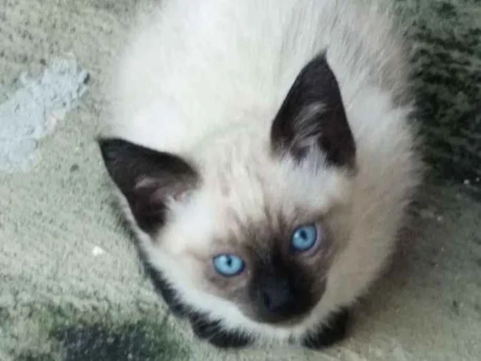 Gato ra a Srd idade 2 a 6 meses nome Sem nome
