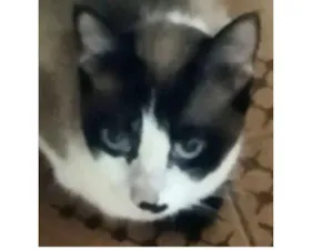 Gato raça SRD idade 1 ano nome Lua