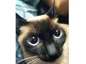 Gato raça SRD idade 1 ano nome Solar (fêmea)