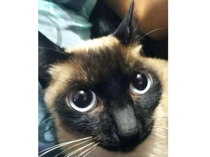 Gato ra a SRD idade 1 ano nome Solar (fêmea)