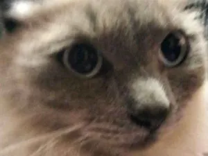 Gato raça SRD idade 7 a 11 meses nome Bela