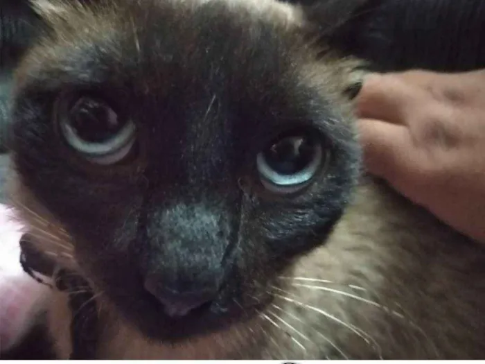 Gato ra a SRD idade 2 anos nome Cristal