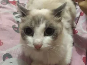 Gato raça SRD idade 7 a 11 meses nome Show (menina)