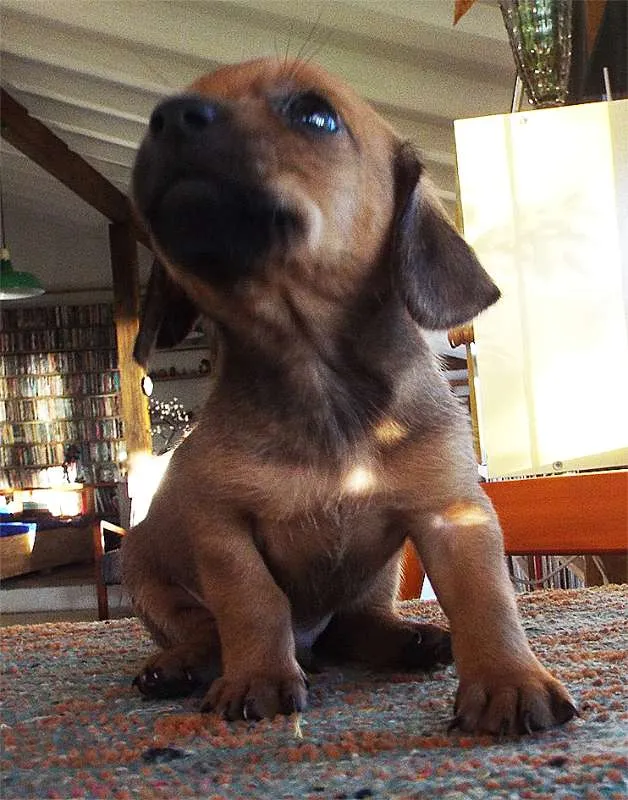 Cachorro ra a mista: salsicha e shitzu idade Abaixo de 2 meses nome ????
