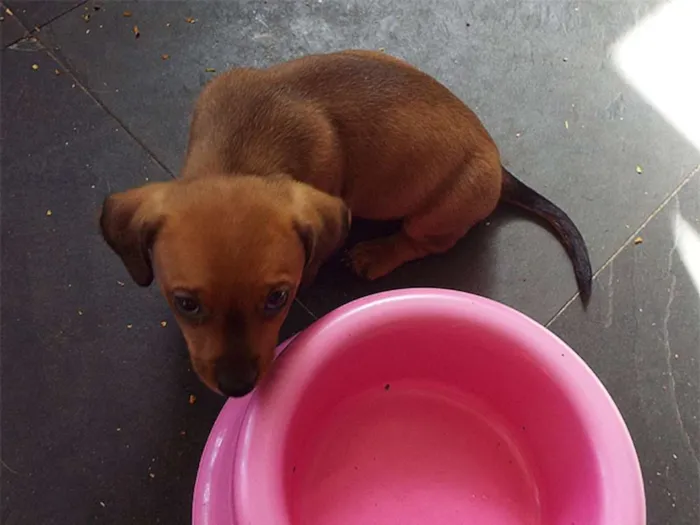 Cachorro ra a mista: salsicha e shitzu idade Abaixo de 2 meses nome ????