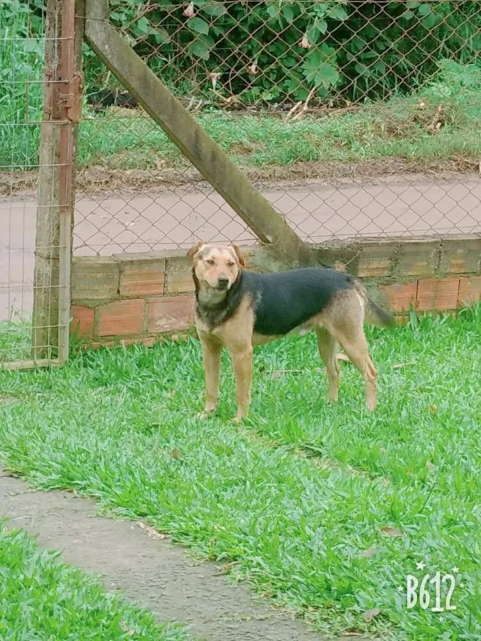 Cachorro ra a Mistura  idade 2 anos nome Dog