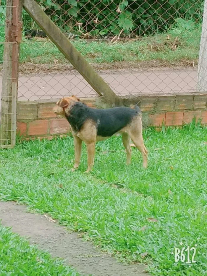 Cachorro ra a Mistura  idade 2 anos nome Dog