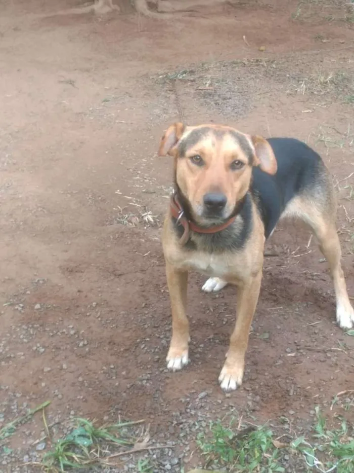 Cachorro ra a Mistura  idade 2 anos nome Dog