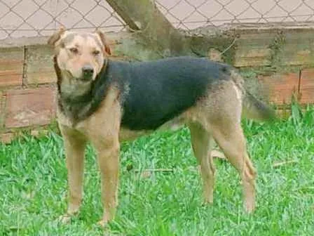 Cachorro ra a Mistura  idade 2 anos nome Dog