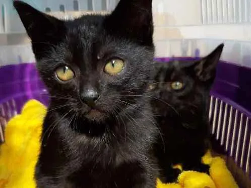 Gato ra a Felinos idade 2 a 6 meses nome Bono e Oreo