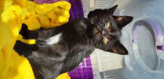 Gato ra a Felinos idade 2 a 6 meses nome Bono e Oreo
