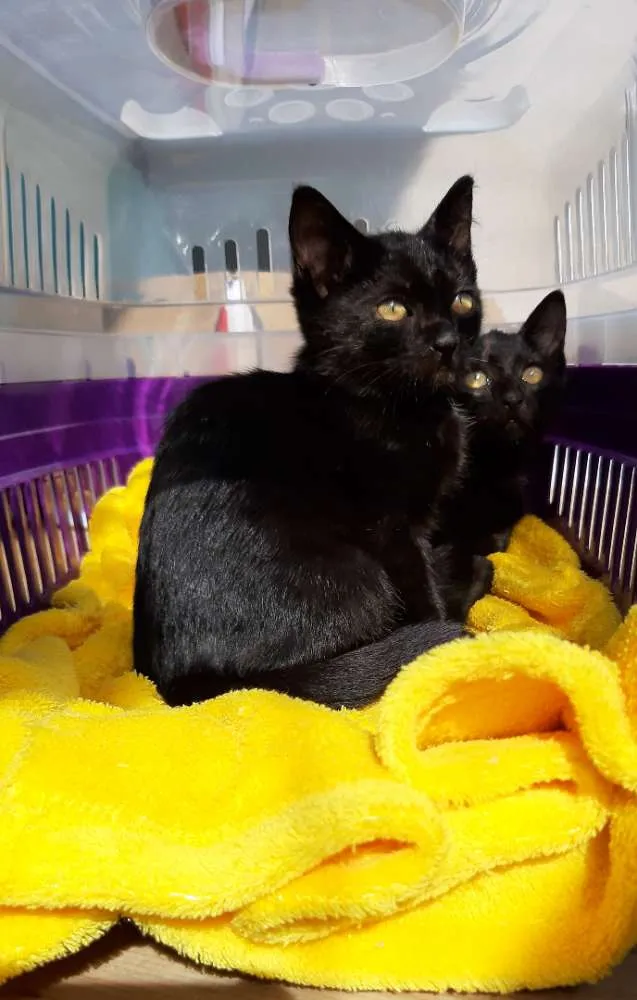 Gato ra a Felinos idade 2 a 6 meses nome Bono e Oreo