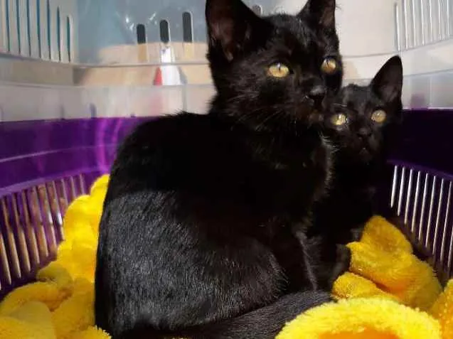 Gato ra a Felinos idade 2 a 6 meses nome Bono e Oreo