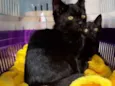 Bono e Oreo