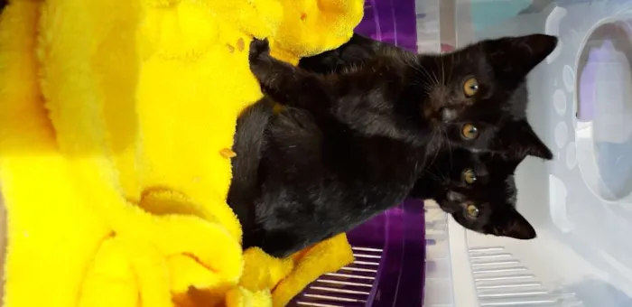 Gato ra a Felinos idade 2 a 6 meses nome Bono e Oreo