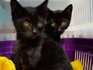 Gato raça Felinos idade 2 a 6 meses nome Bono e Oreo