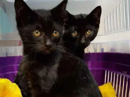 Gato ra a Felinos idade 2 a 6 meses nome Bono e Oreo