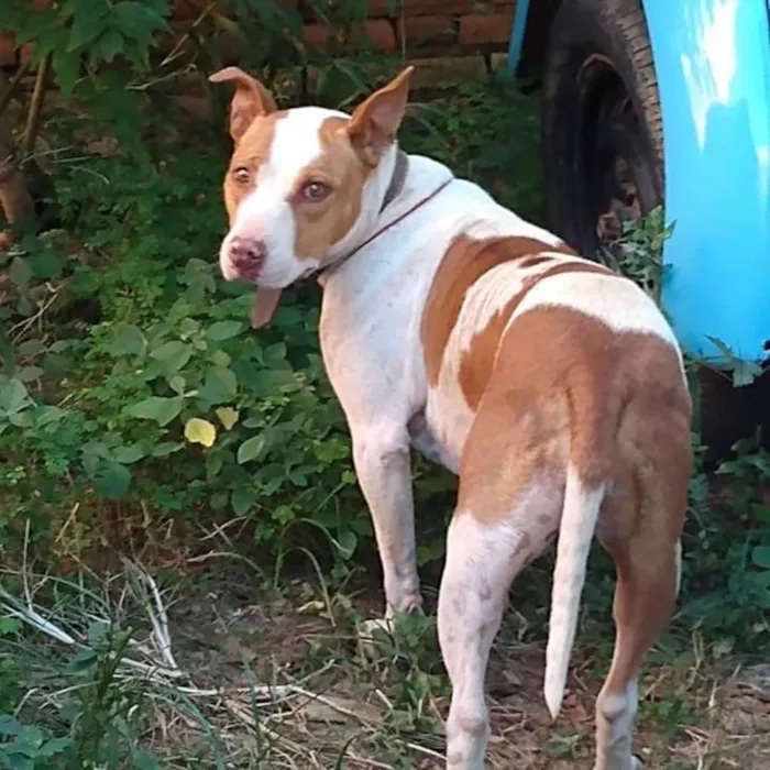 Cachorro ra a Pitbull idade 7 a 11 meses nome Zona Sul de SP