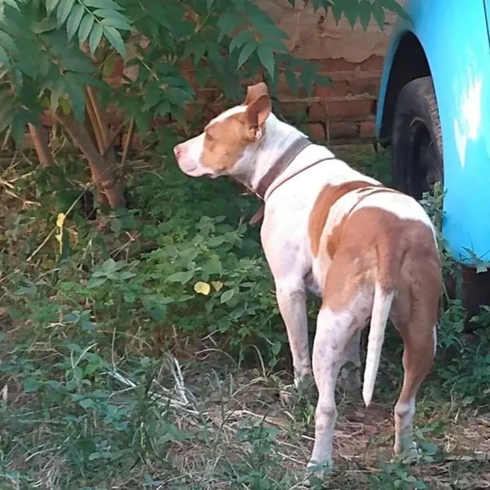 Cachorro ra a Pitbull idade 7 a 11 meses nome Zona Sul de SP