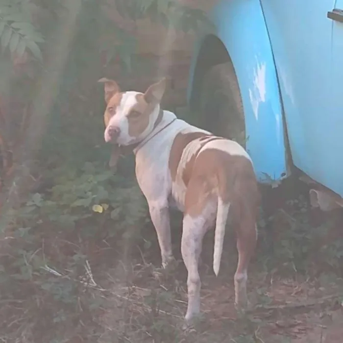 Cachorro ra a Pitbull idade 7 a 11 meses nome Zona Sul de SP