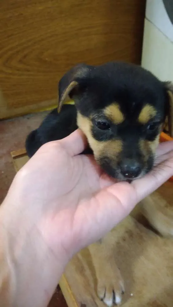Cachorro ra a Srd idade 2 a 6 meses nome Mickey e Pateta
