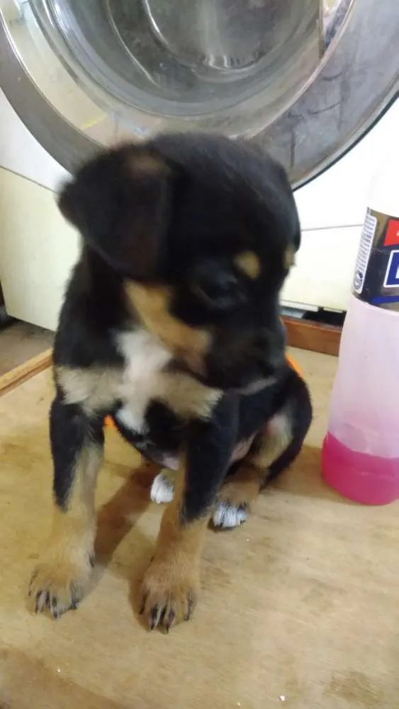 Cachorro ra a Srd idade 2 a 6 meses nome Mickey e Pateta
