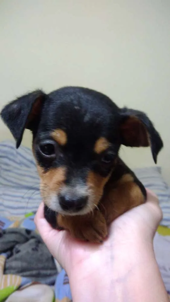 Cachorro ra a Srd idade 2 a 6 meses nome Mickey e Pateta