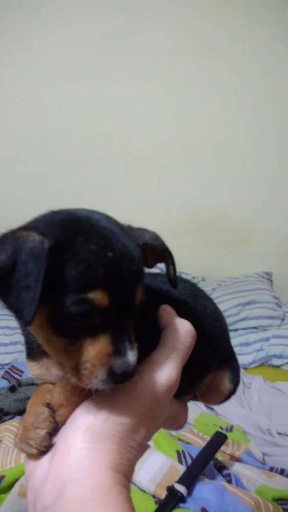 Cachorro ra a Srd idade 2 a 6 meses nome Mickey e Pateta