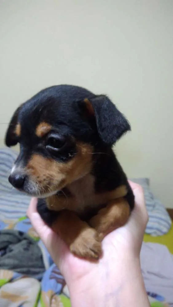Cachorro ra a Srd idade 2 a 6 meses nome Mickey e Pateta