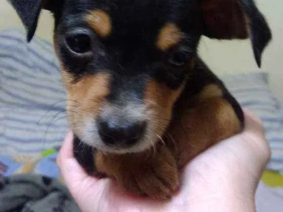 Cachorro ra a Srd idade 2 a 6 meses nome Mickey e Pateta