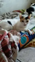 Max, Nala e Mimi