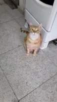 Max, Nala e Mimi