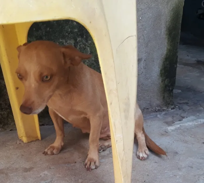 Cachorro raça SRD idade 2 anos nome Loly