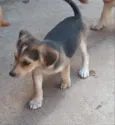 Penélope 