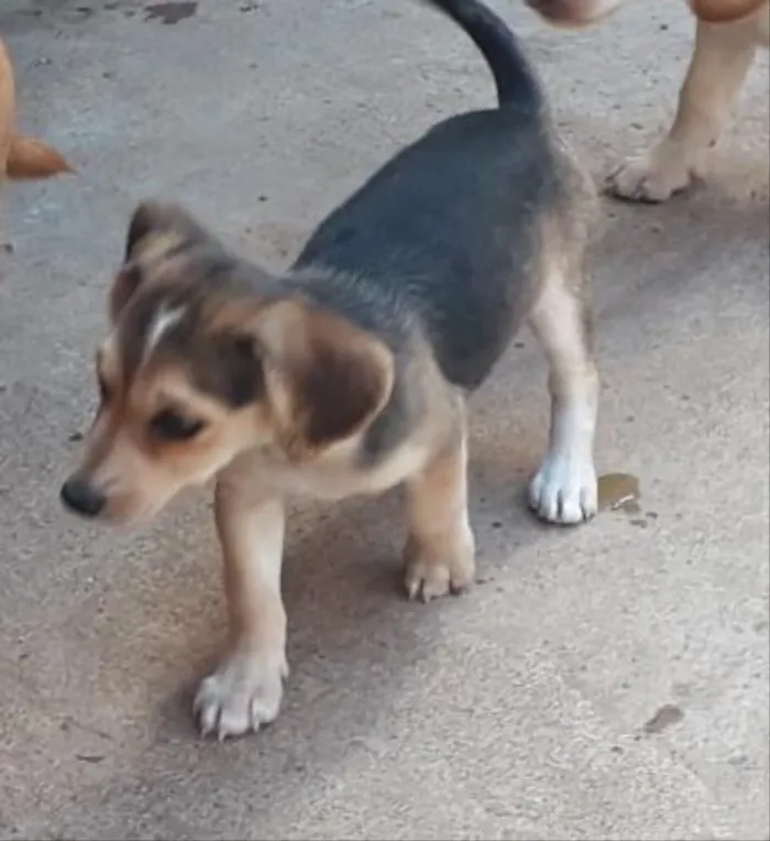 Cachorro raça SRD idade 2 a 6 meses nome Penélope 