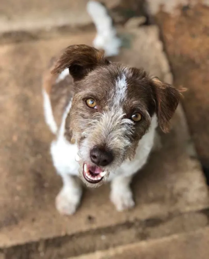 Cachorro raça SRD idade 2 anos nome Ariel