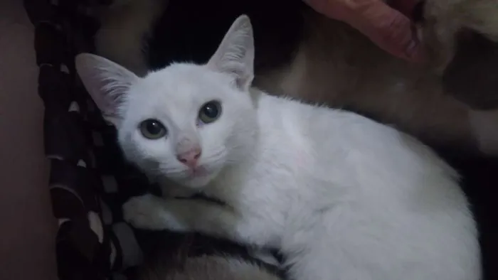 Gato ra a Srd idade 2 a 6 meses nome Marrie