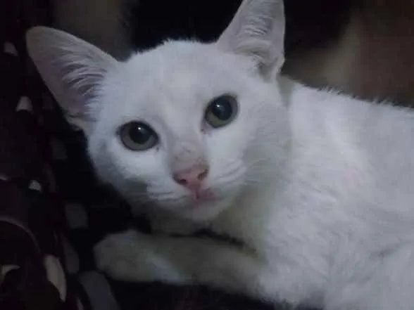 Gato ra a Srd idade 2 a 6 meses nome Marrie