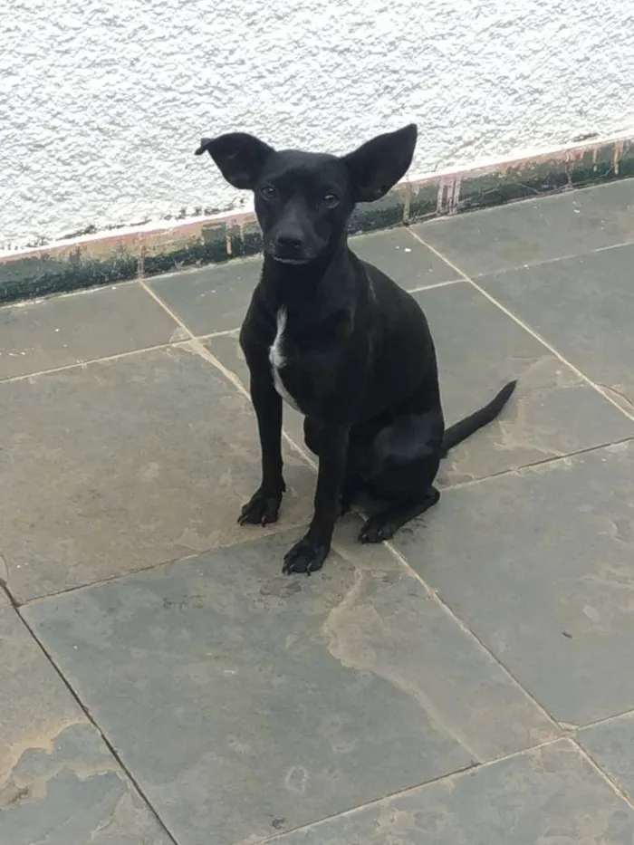 Cachorro ra a Vira lata idade 3 anos nome Lynna