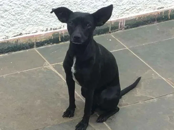 Cachorro ra a Vira lata idade 3 anos nome Lynna