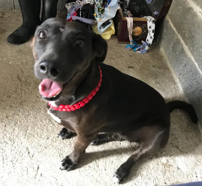 Cachorro ra a SRD idade 3 anos nome Pantera